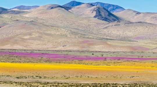 Atacama